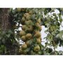 Perenboom 'Beurre Hardy' hoogstam